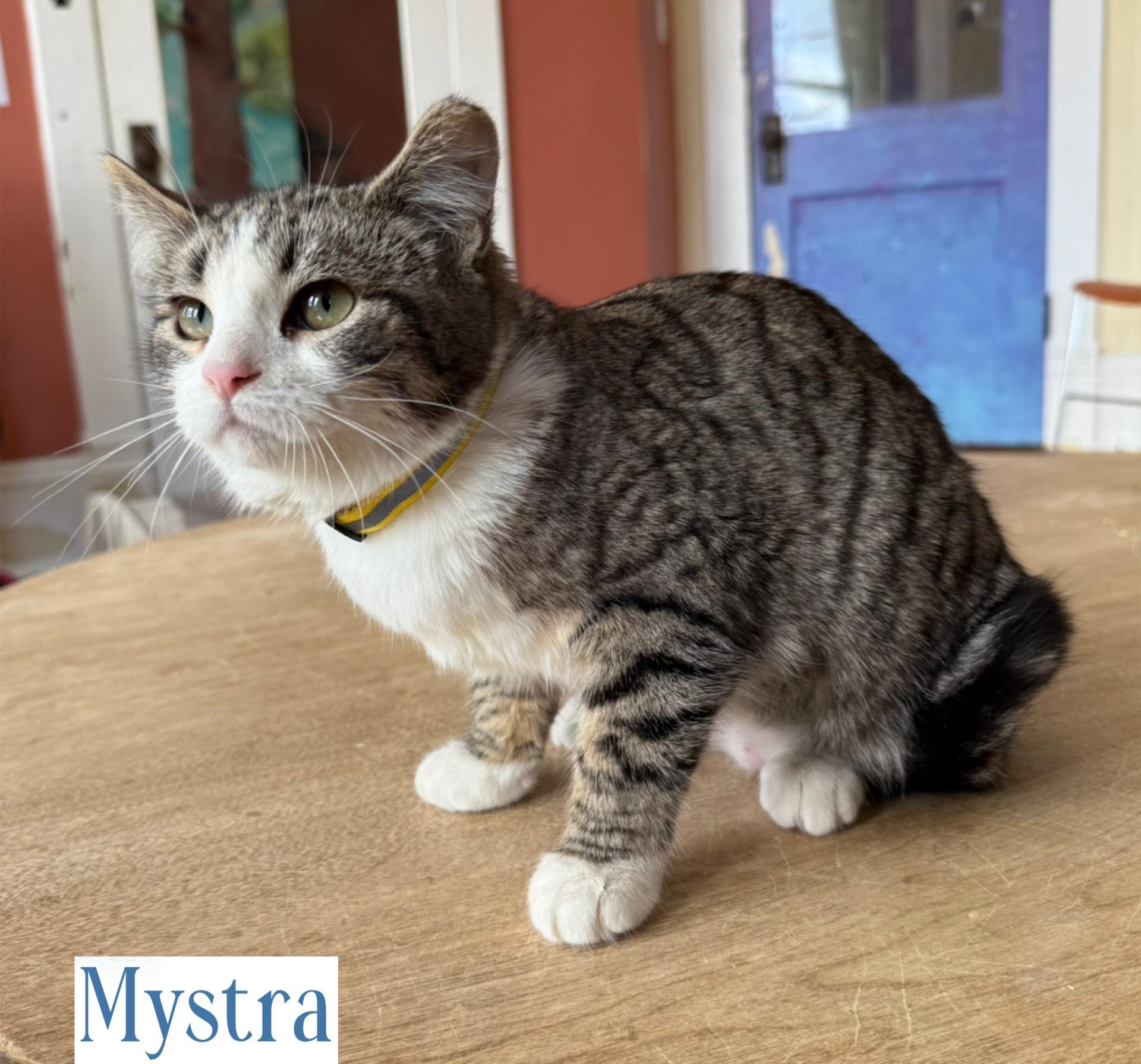Mystra, a Adoptable Domestic Short Hair in Berkeley Springs, WV image 3/4