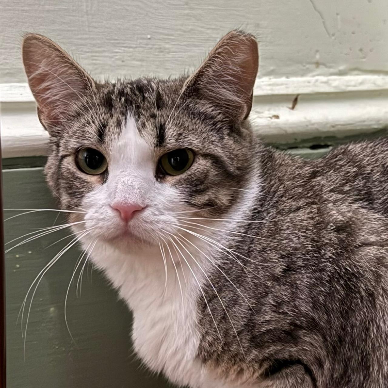 Mystra, Adoptable, Adult Female Domestic Short Hair.