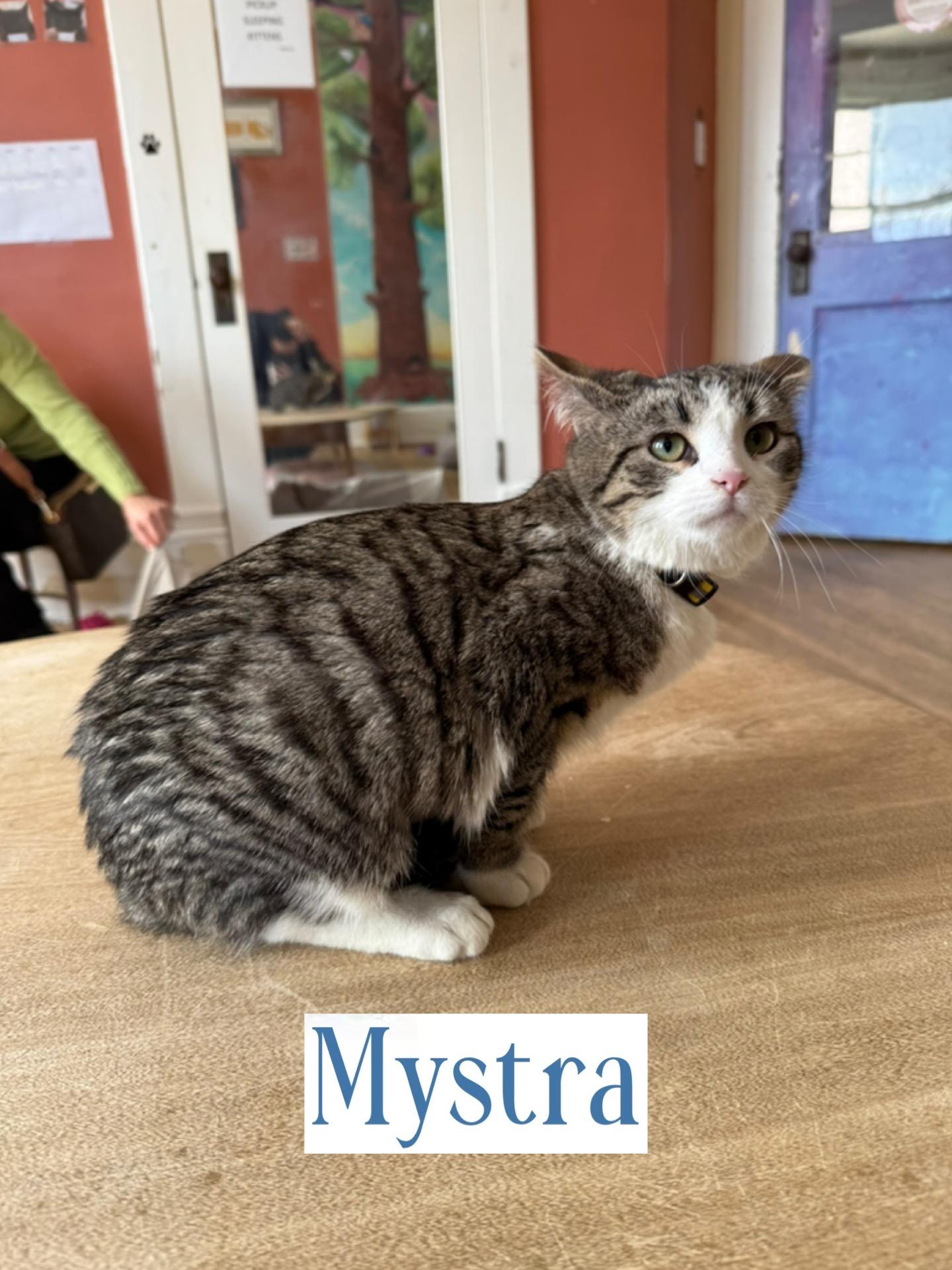 Mystra, Adoptable, Adult Female Domestic Short Hair.
