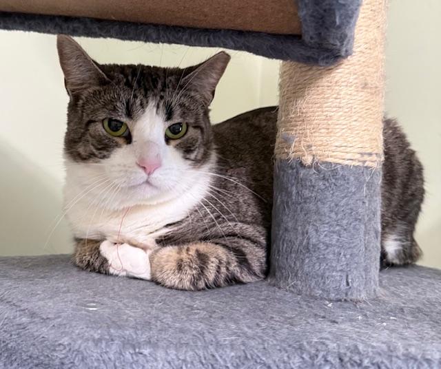 Mystra, Adoptable, Adult Female Domestic Short Hair.
