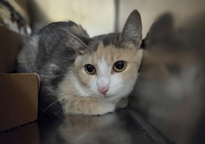 Schoolhouse Rock, Adoptable, Young Female Domestic Short Hair & Domestic Short Hair.