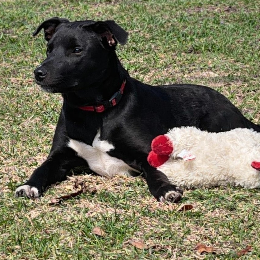 Scout 2 — thumbnail 5