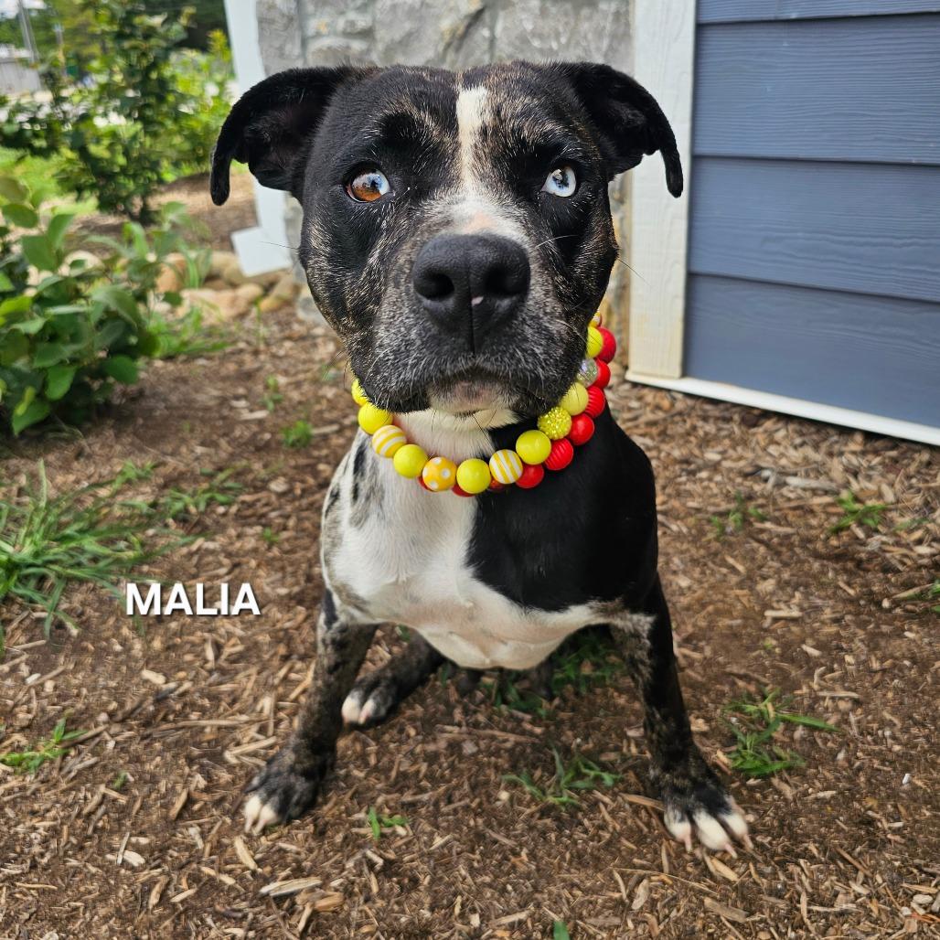 Malia, Adoptable, Adult Female Catahoula Leopard Dog & Pit Bull Terrier.