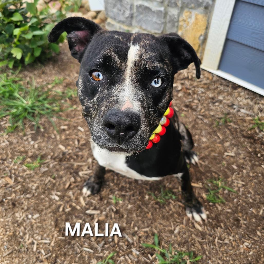 Malia, a Adoptable mixed breed in Madisonville, TN image 2/3