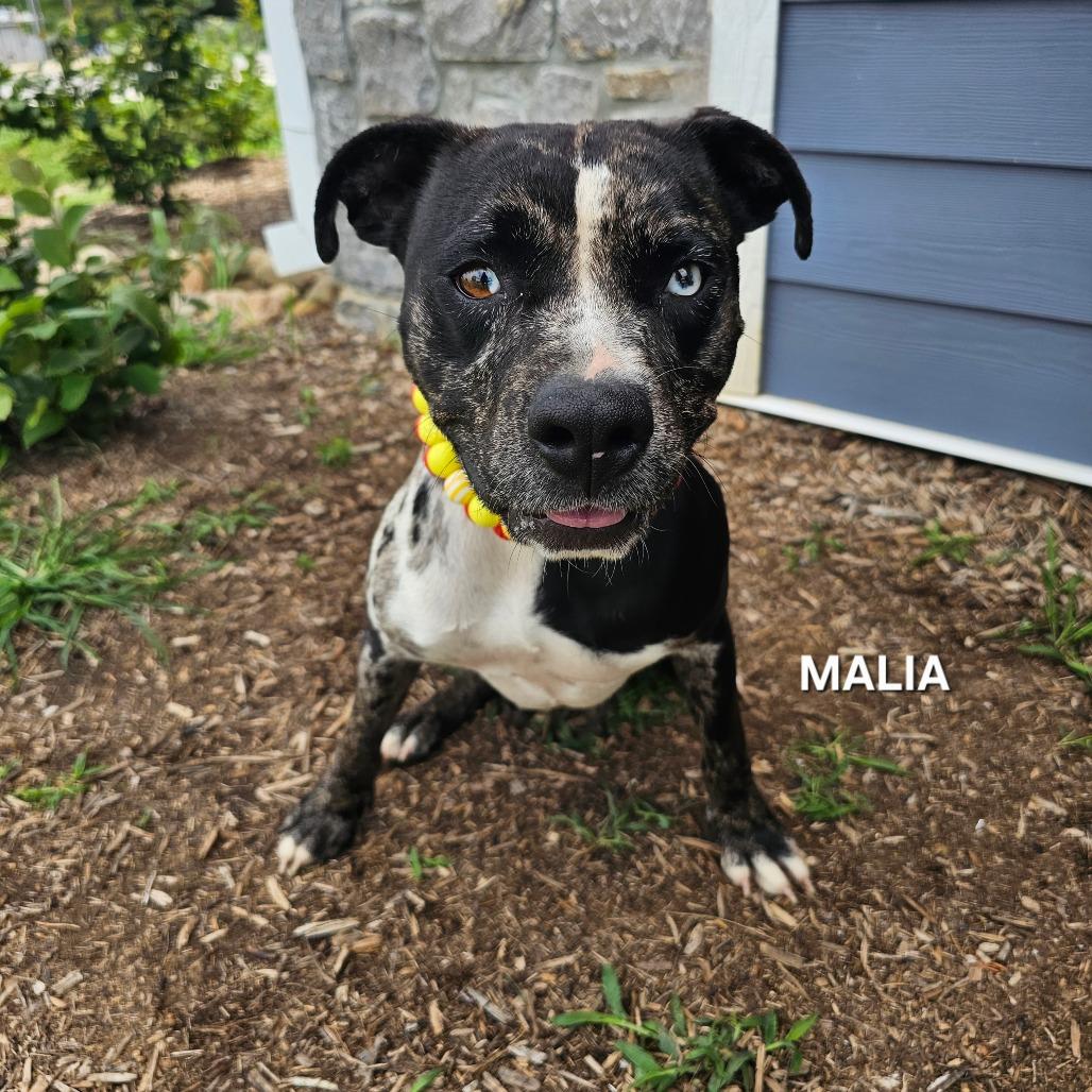 Malia, a Adoptable mixed breed in Madisonville, TN image 3/3