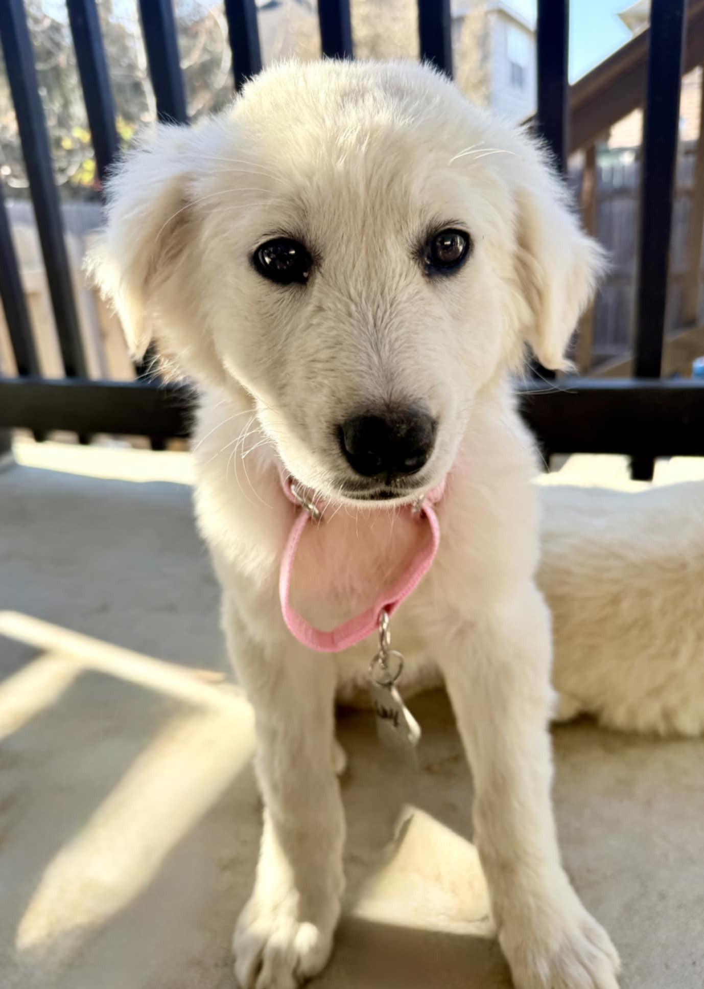 Jelly SAT, Adopted, Young Female Great Pyrenees.