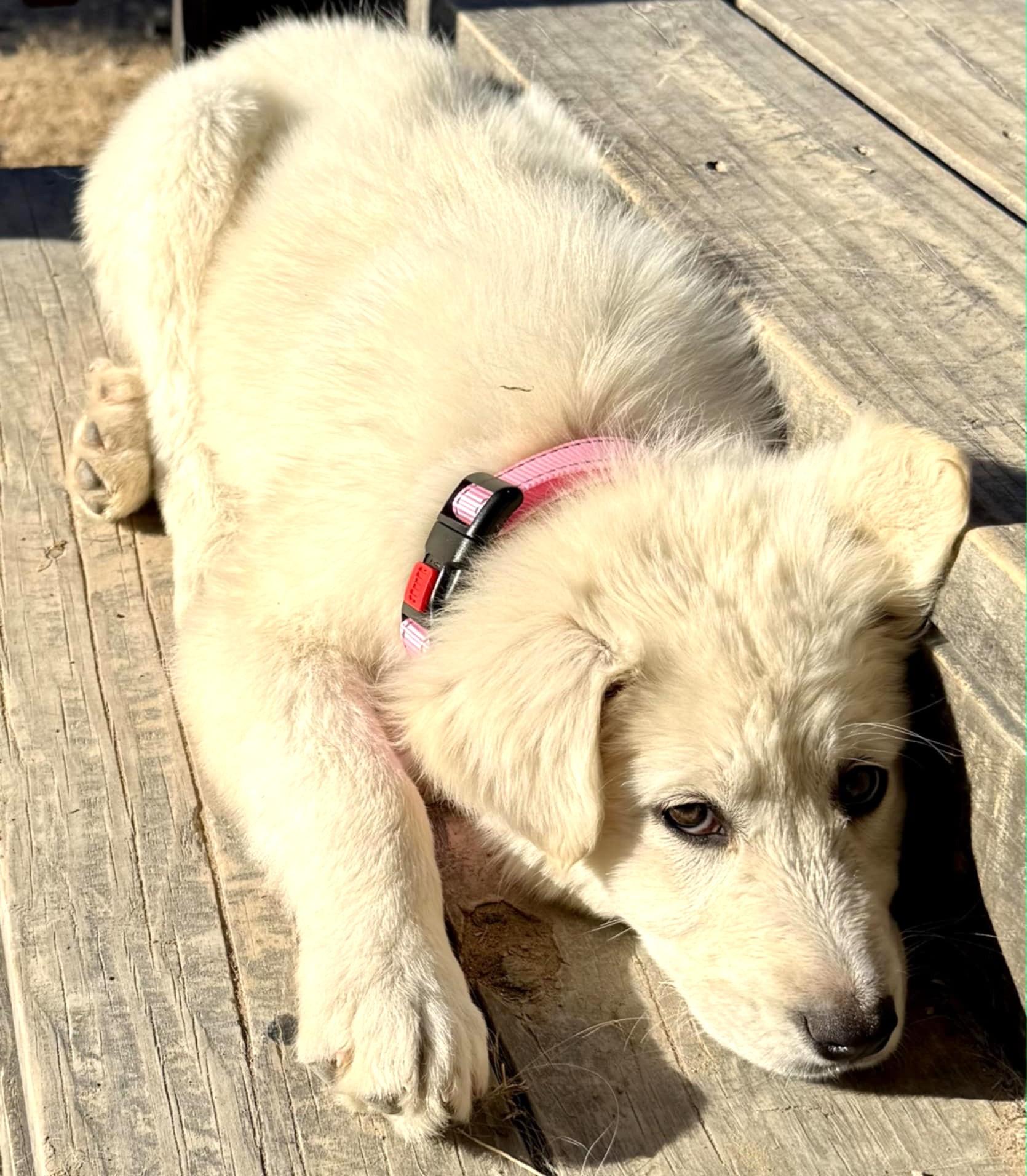 Enlarge Jelly SAT, a Adopted mixed breed in Quinlan, TX image 2/6
