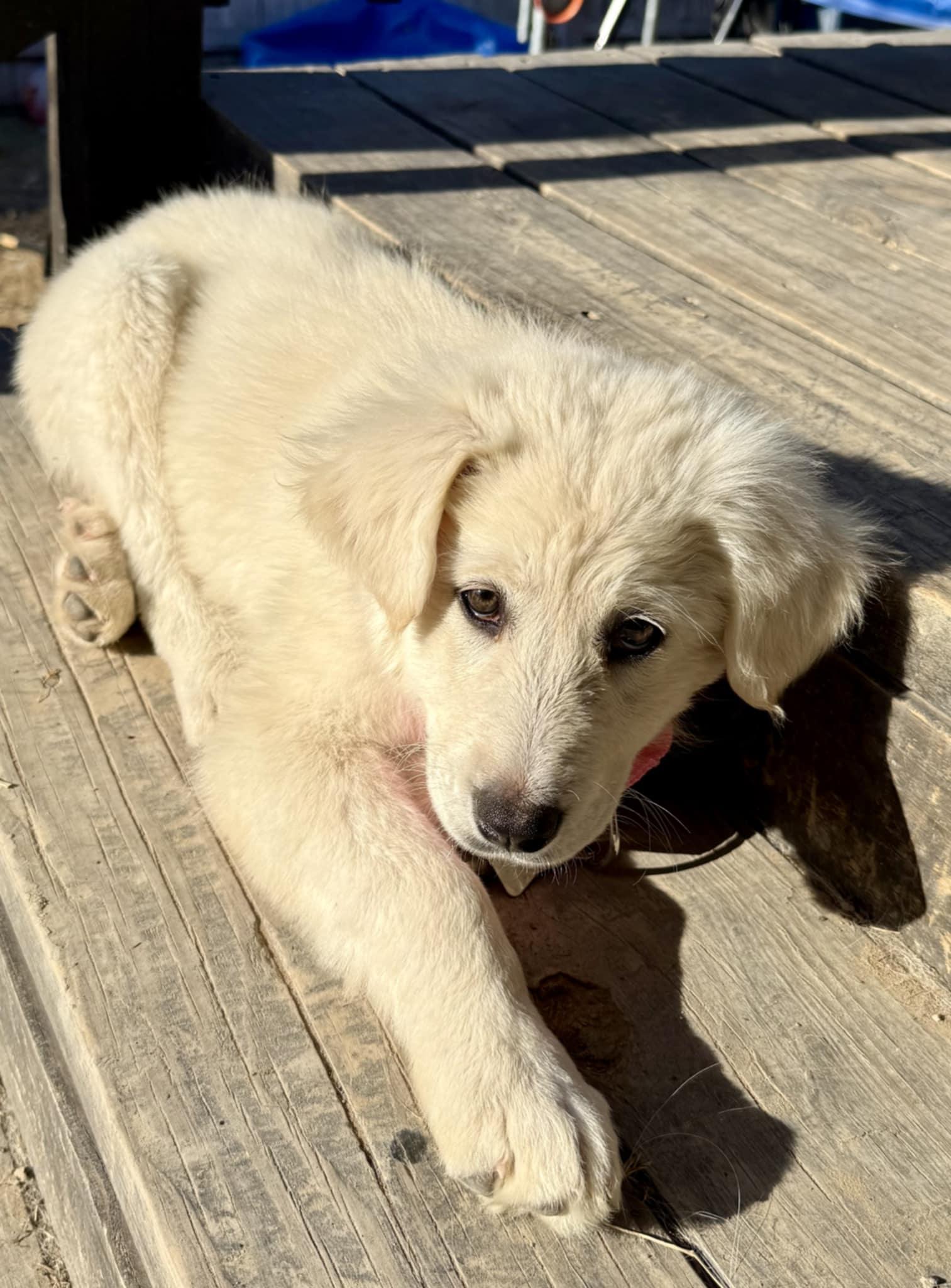 Enlarge Jelly SAT, a Adopted mixed breed in Quinlan, TX image 3/6