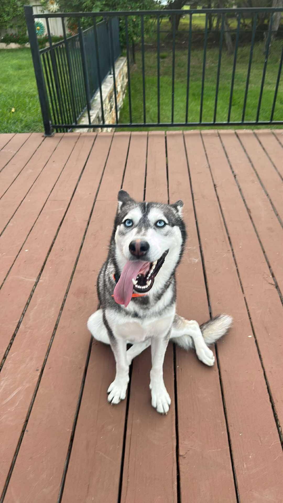 Enlarge Maggie, a Adoptable Siberian Husky in Carrollton, TX image 1/3