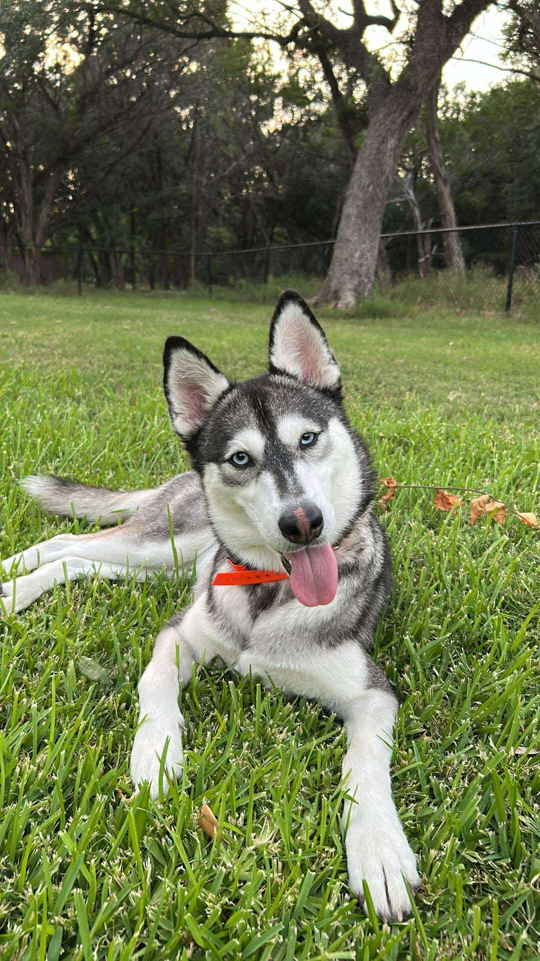 Enlarge Maggie, a Adoptable Siberian Husky in Carrollton, TX image 2/3