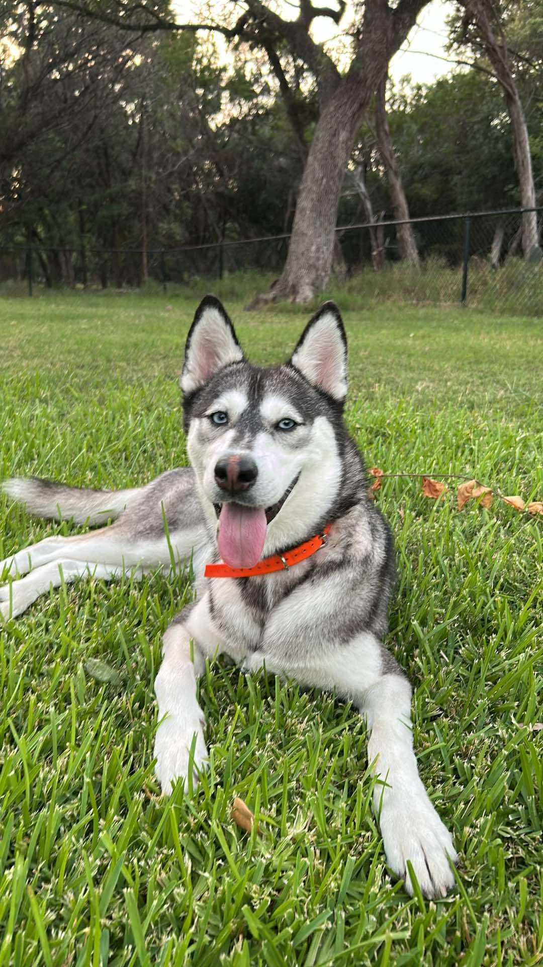 Enlarge Maggie, a Adoptable Siberian Husky in Carrollton, TX image 3/3
