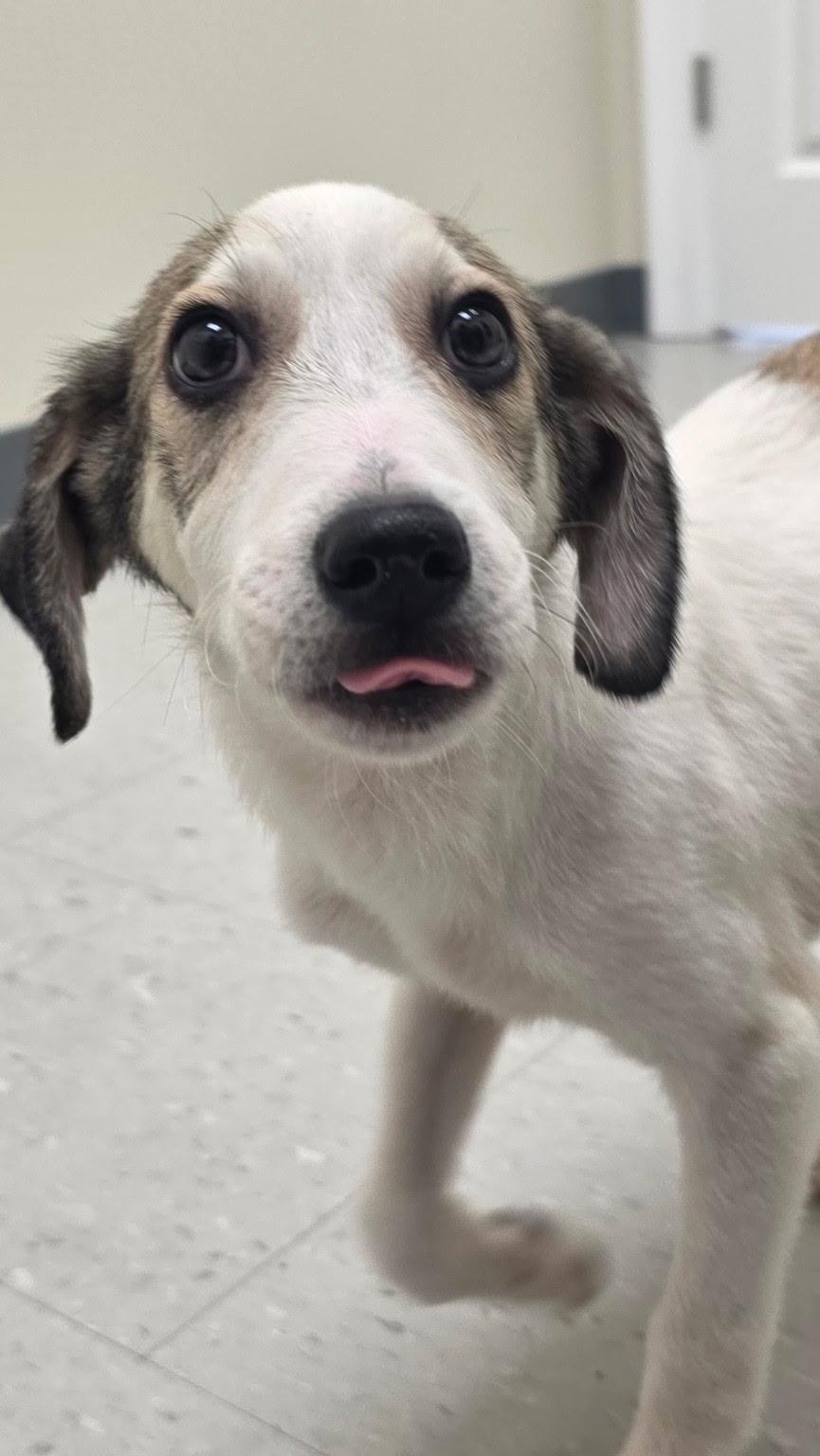 Peetie, ADOPTABLE, Puppy Male Mixed Breed.