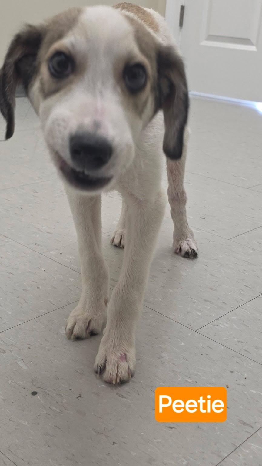 Peetie, a ADOPTABLE Mixed Breed in Rock Hill, NY image 5/5