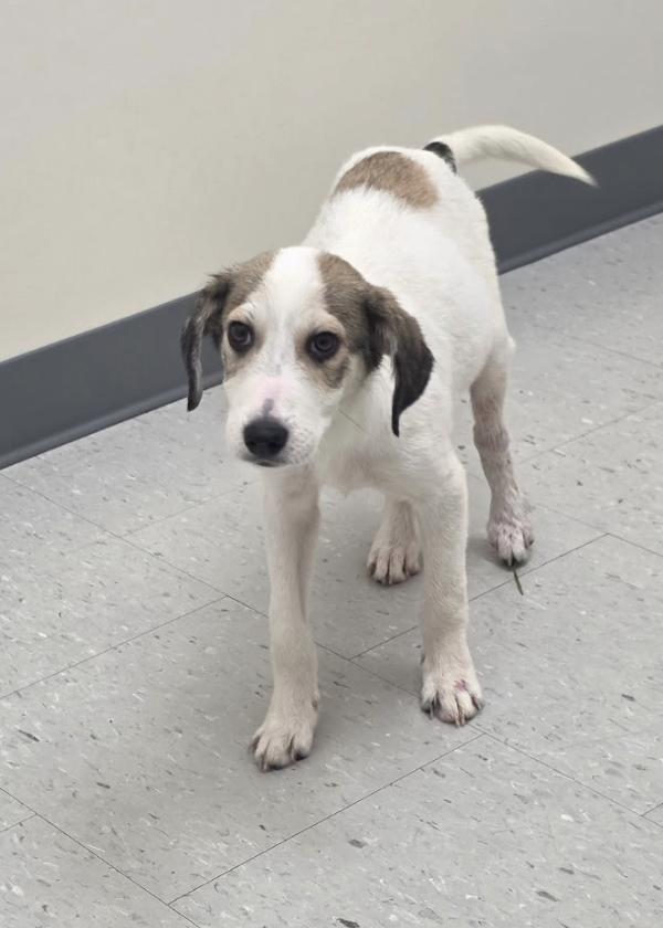 Peetie, a ADOPTABLE Mixed Breed in Rock Hill, NY image 4/5
