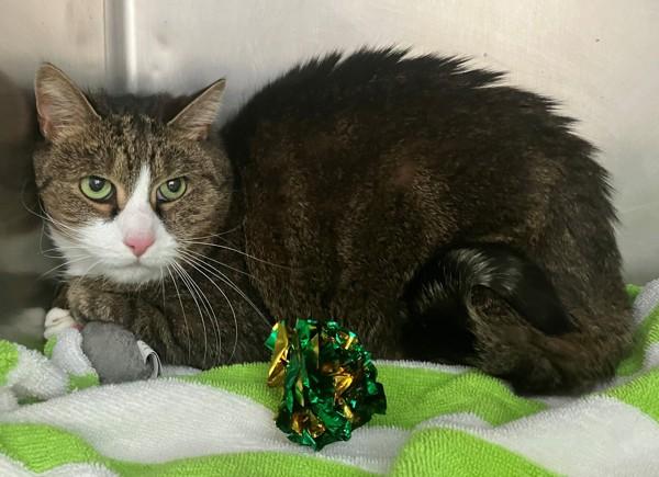 Enlarge Cleo, a Adoptable mixed breed in Staten Island, NY image 1/1