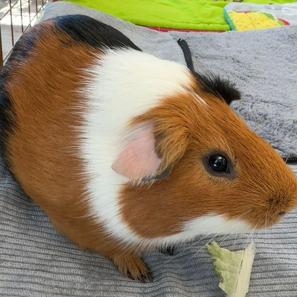 JJ, a Adoptable Short-Haired in Frederick, MD image 1/3