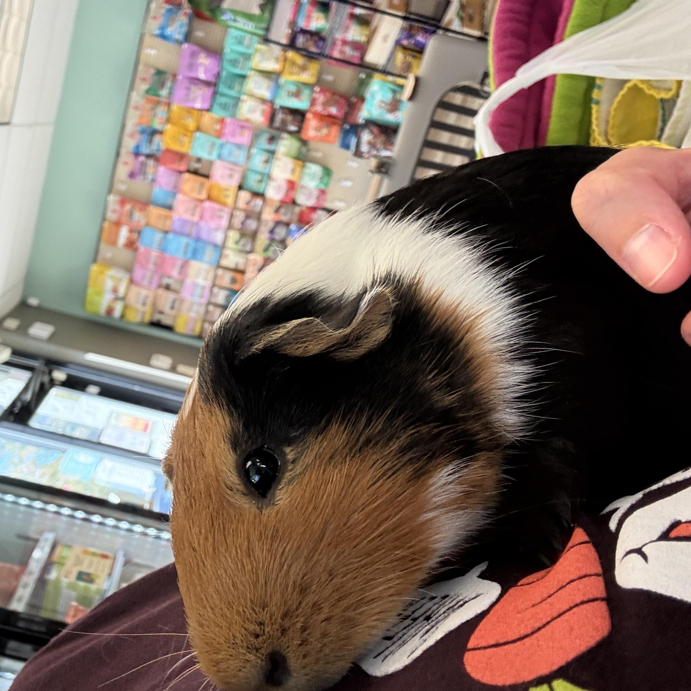 JJ, a Adoptable Short-Haired in Frederick, MD image 2/3