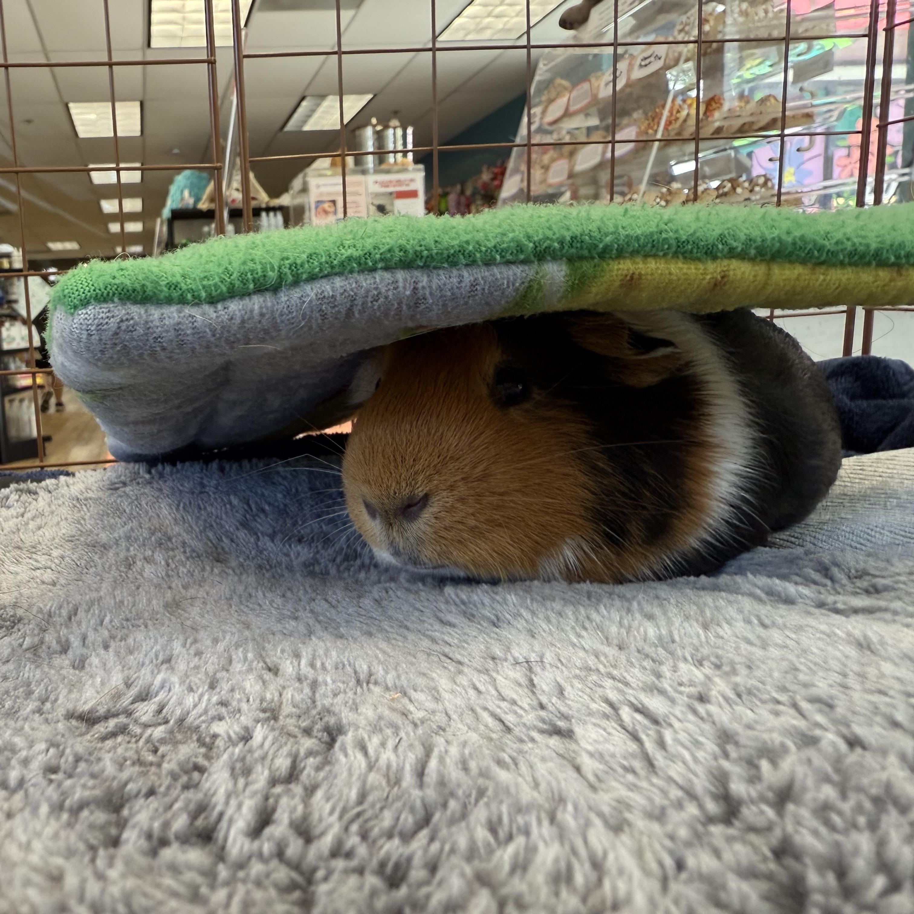 JJ, a Adoptable Short-Haired in Frederick, MD image 3/3