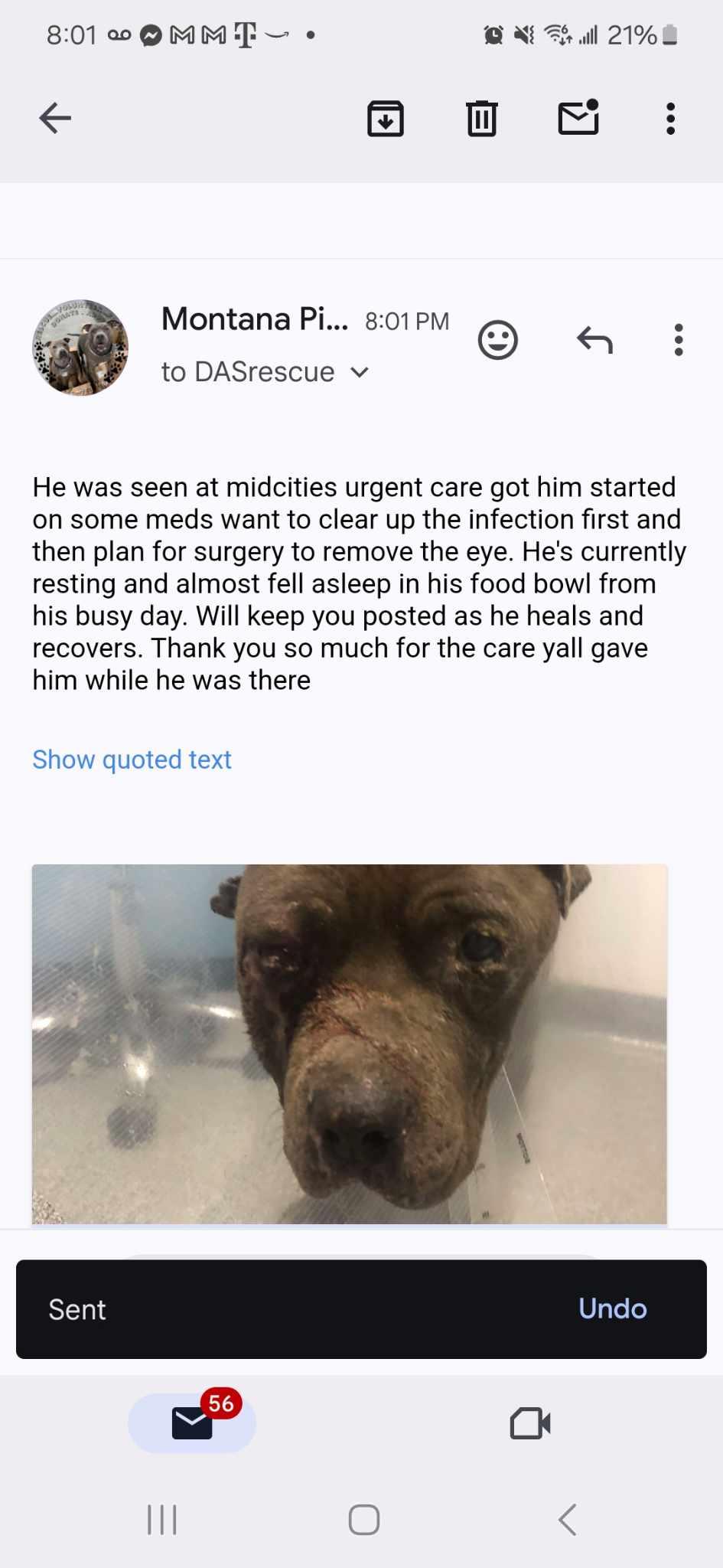 Apollo 2, Adoptable, Adult Male Pit Bull Terrier & American Staffordshire Terrier.