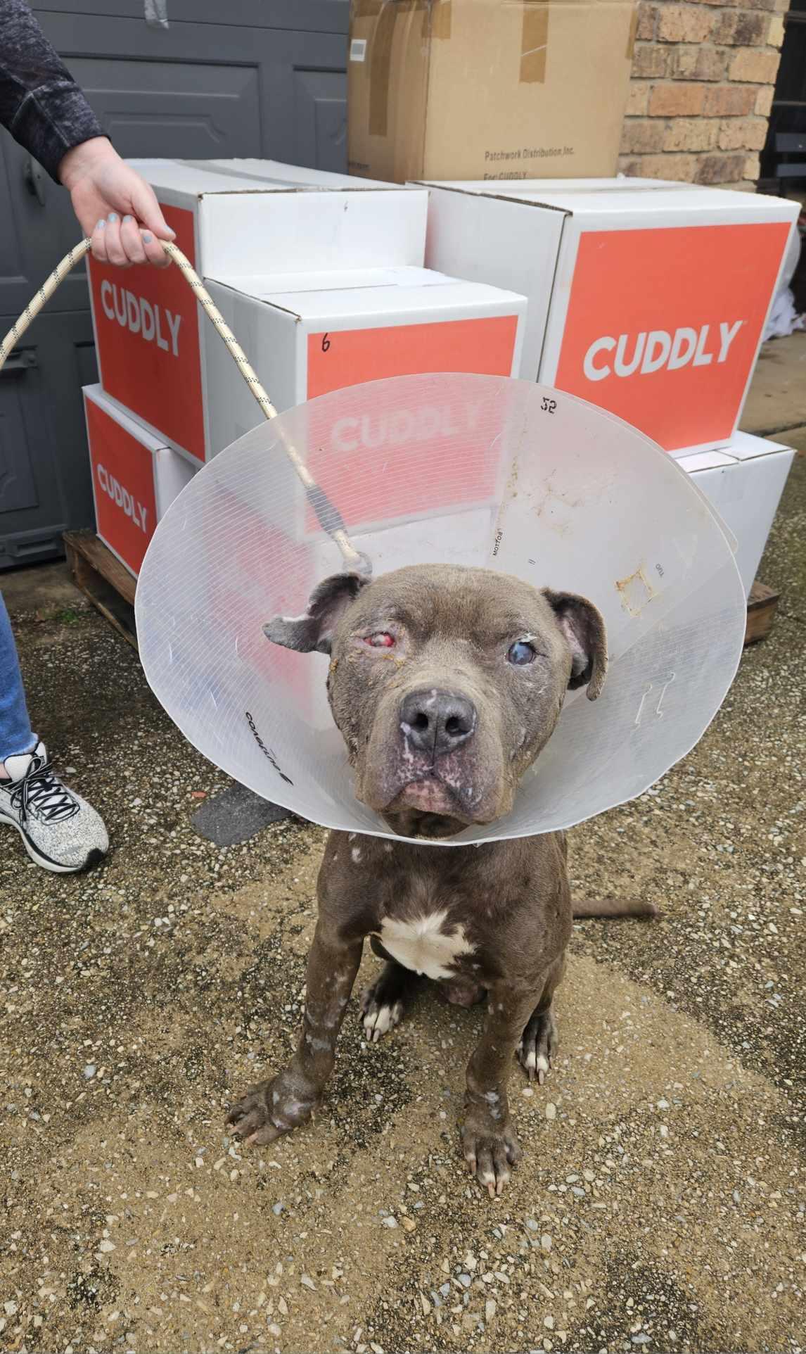 Enlarge Apollo 2, a Adoptable mixed breed in Arlee, MT image 2/6