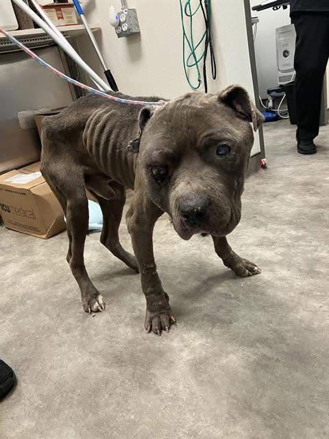 Enlarge Apollo 2, a Adoptable mixed breed in Arlee, MT image 3/6