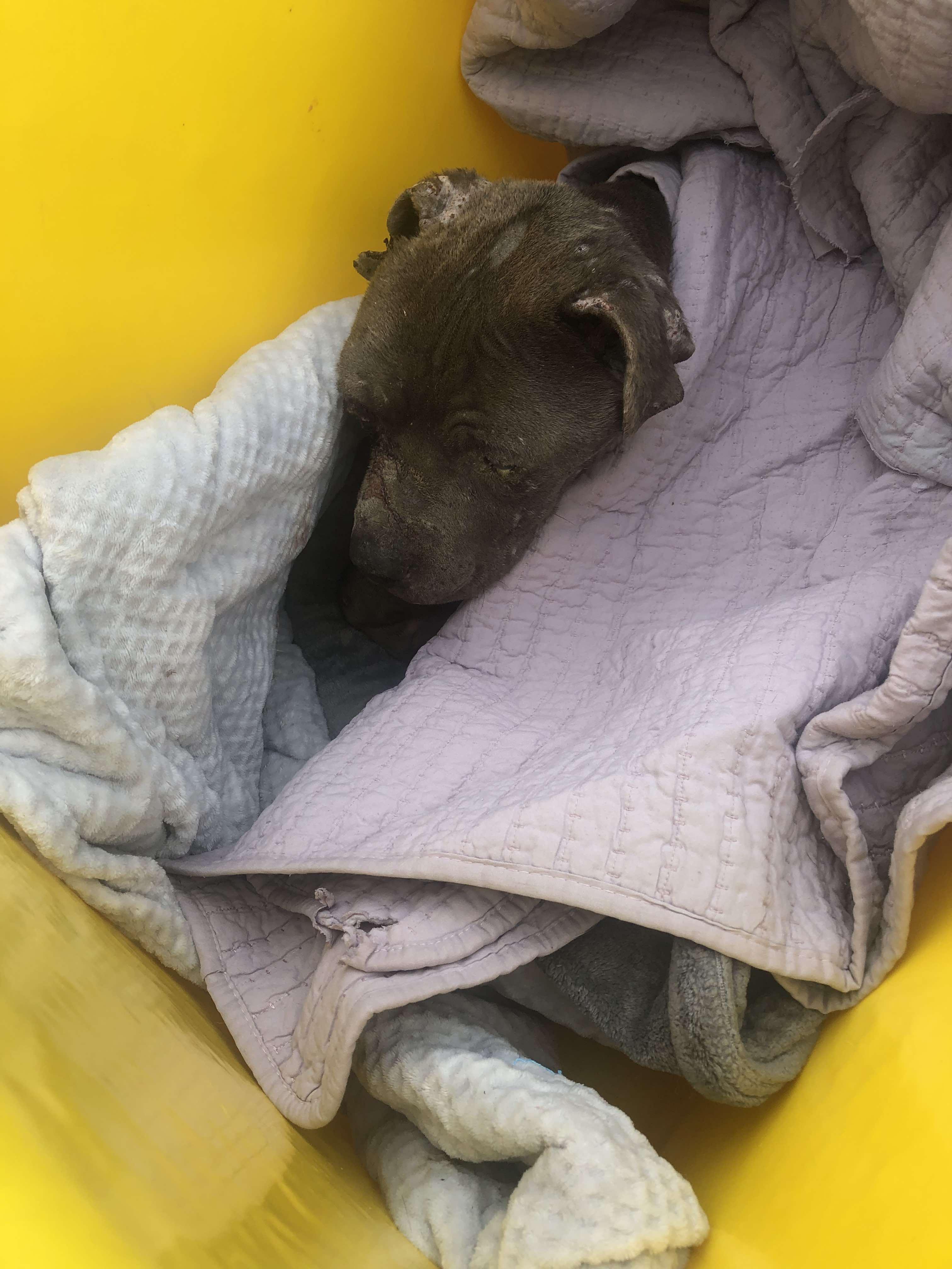 Enlarge Apollo 2, a Adoptable mixed breed in Arlee, MT image 4/6