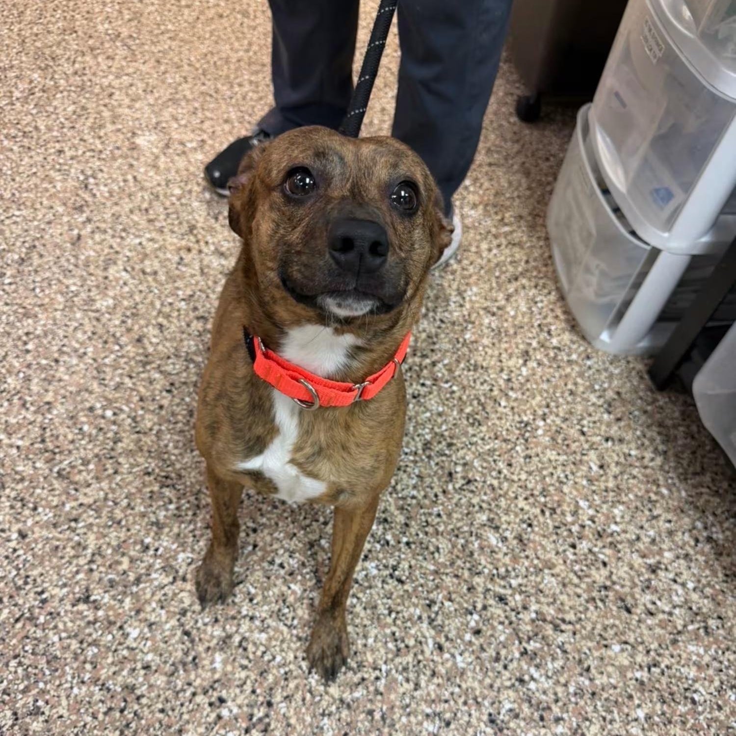 Spider Monkey, ADOPTABLE, Young Male Terrier.