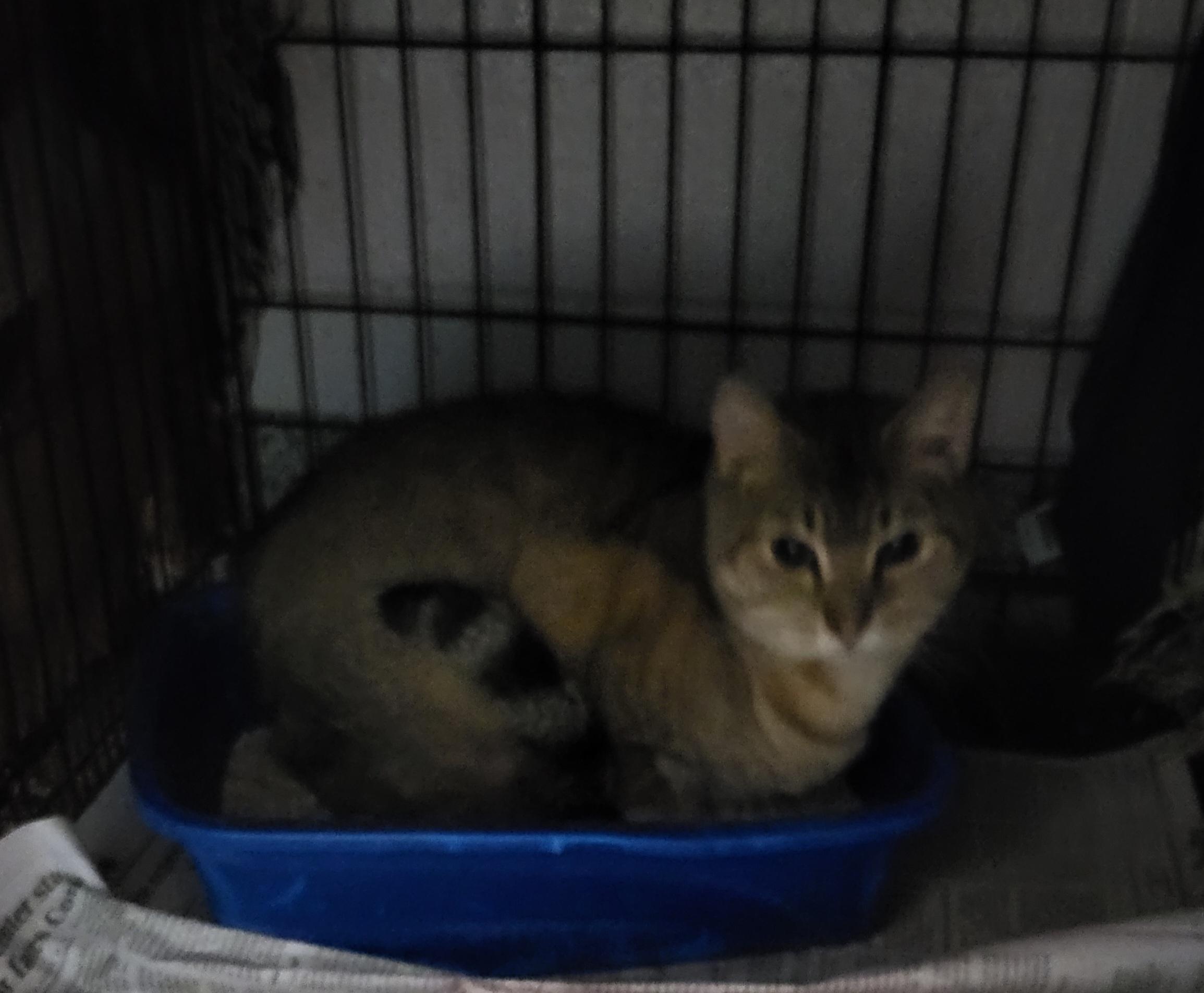 Enlarge Ash, a Adoptable Tabby in Muncie, IN image 1/1