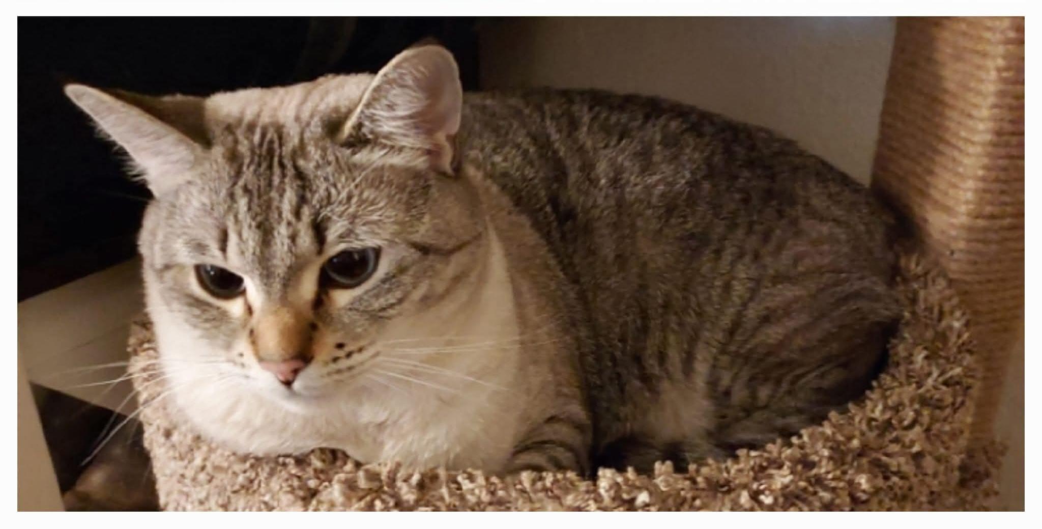 Enlarge Nixi - **COURTESY POST**, a Adoptable mixed breed in Lewiston, ID image 1/1