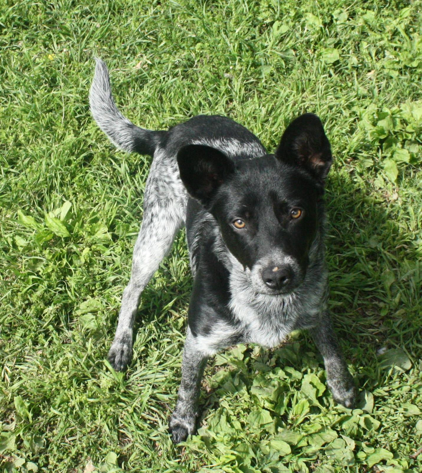 Enlarge Shasta, a ADOPTABLE Australian Cattle Dog / Blue Heeler in Harrison, AR image 4/4