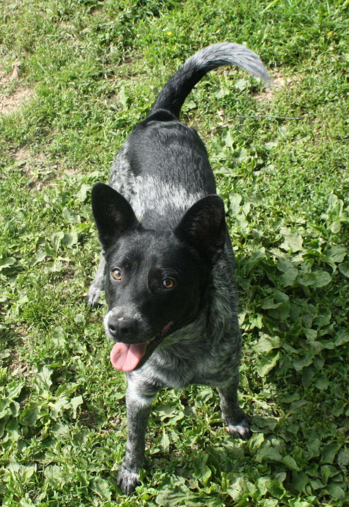 Shasta, ADOPTABLE, Young Male Australian Cattle Dog / Blue Heeler.