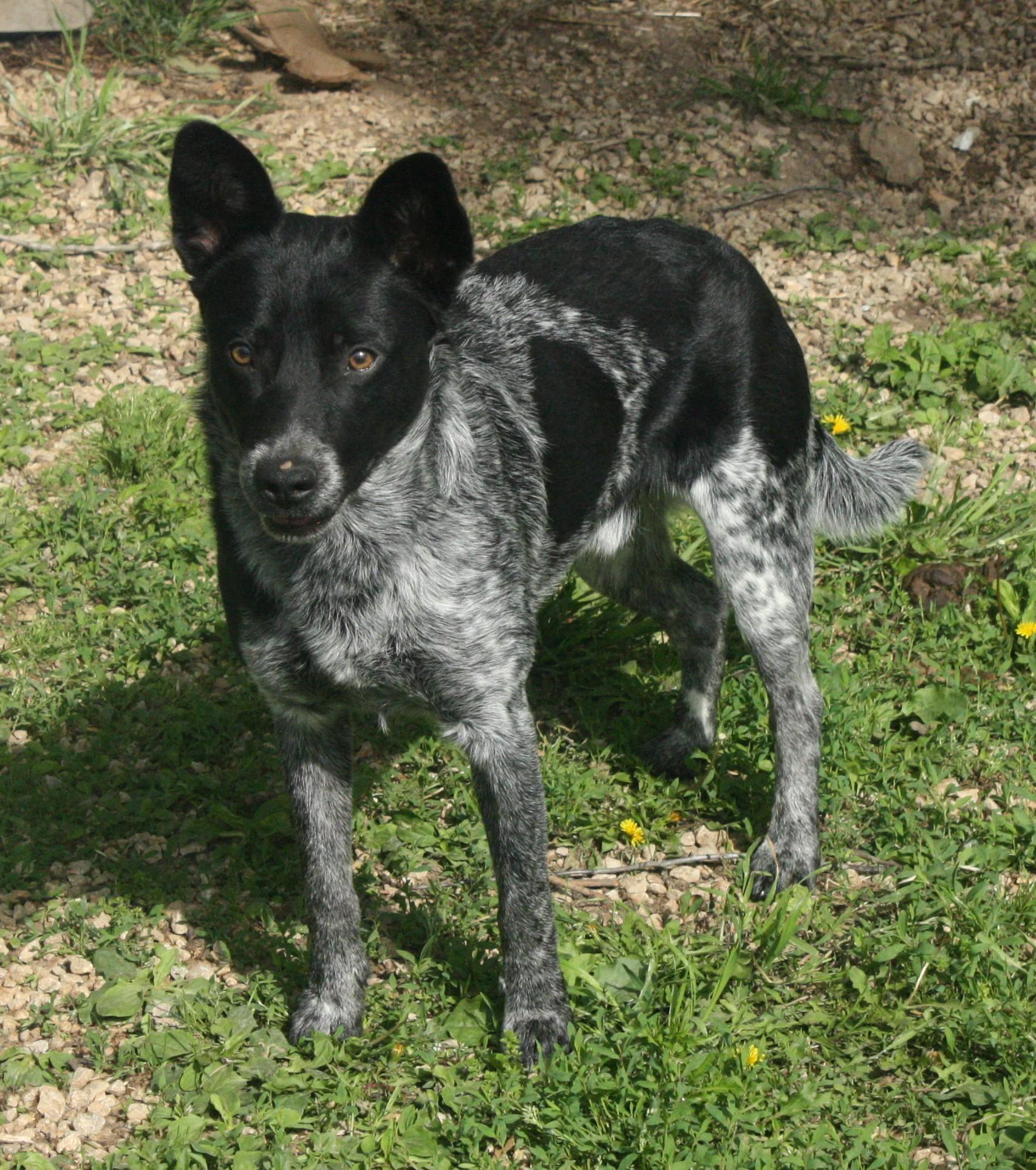 Enlarge Shasta, a ADOPTABLE Australian Cattle Dog / Blue Heeler in Harrison, AR image 3/4
