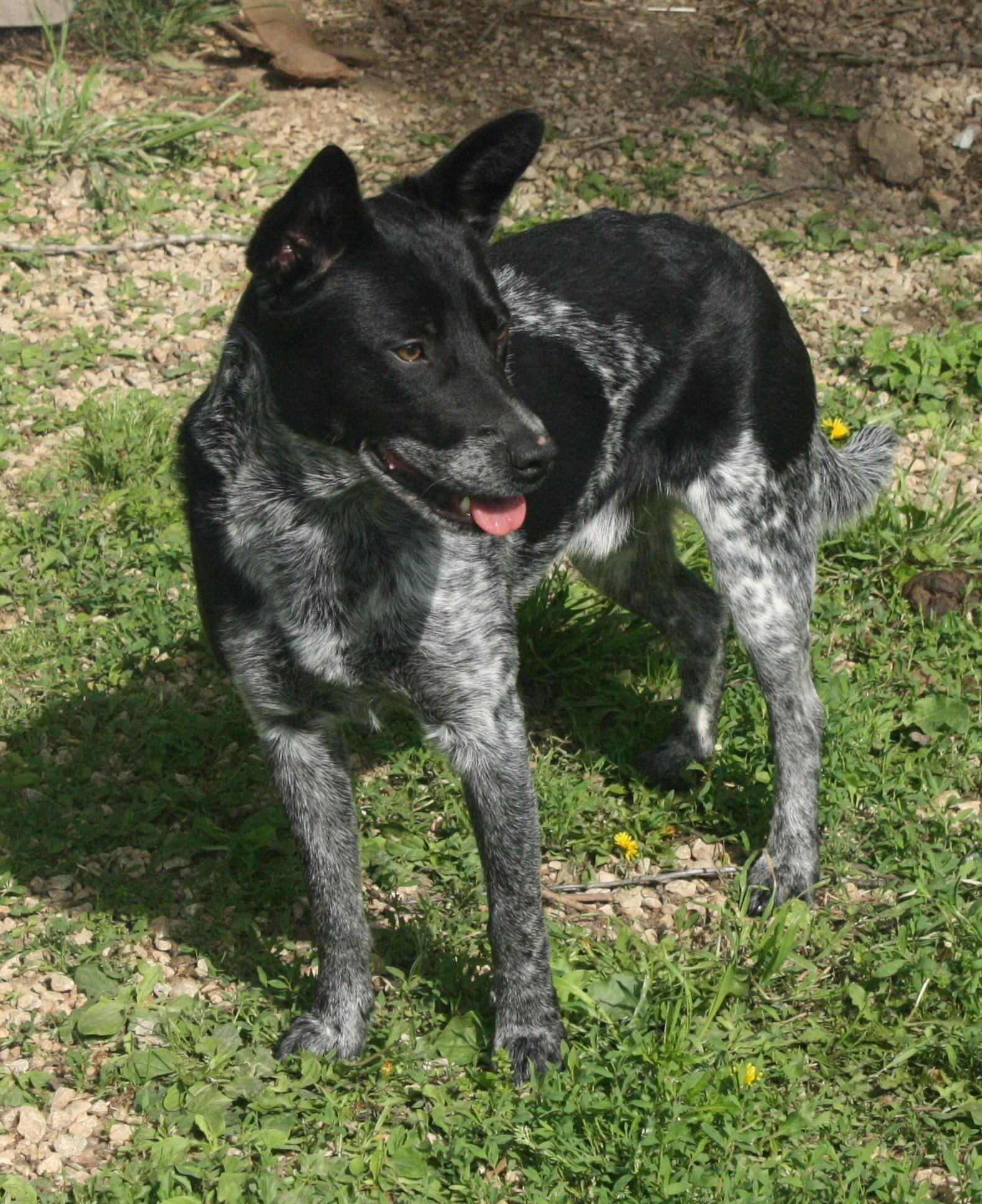 Enlarge Shasta, a ADOPTABLE Australian Cattle Dog / Blue Heeler in Harrison, AR image 2/4