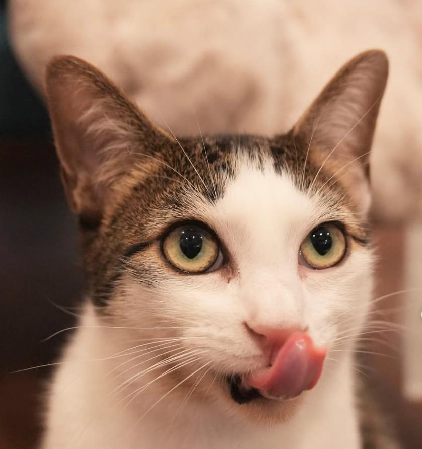 Egg, a Adopted mixed breed in Brooklyn, NY image 1/5