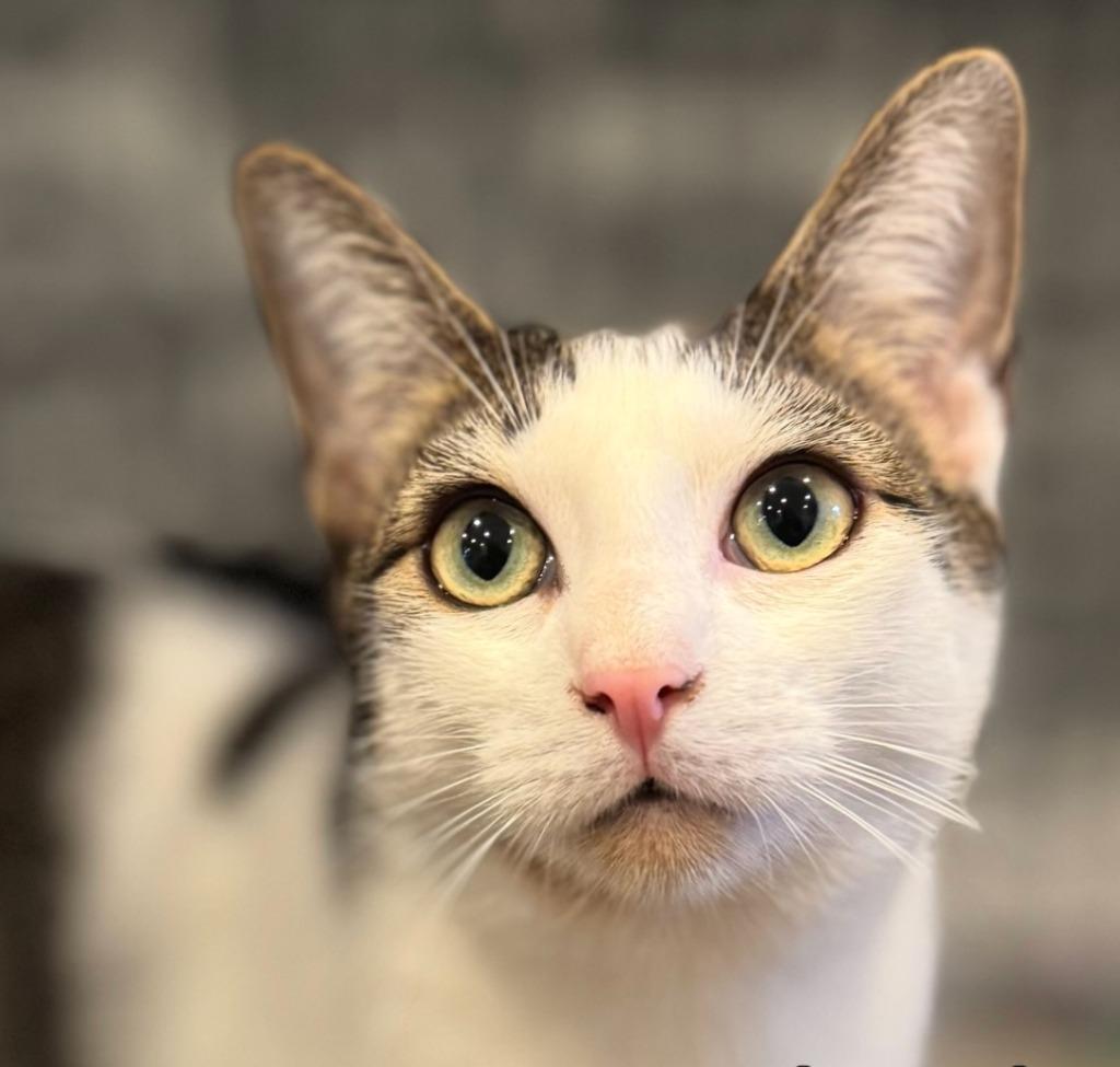 Egg, a Adopted mixed breed in Brooklyn, NY image 2/5