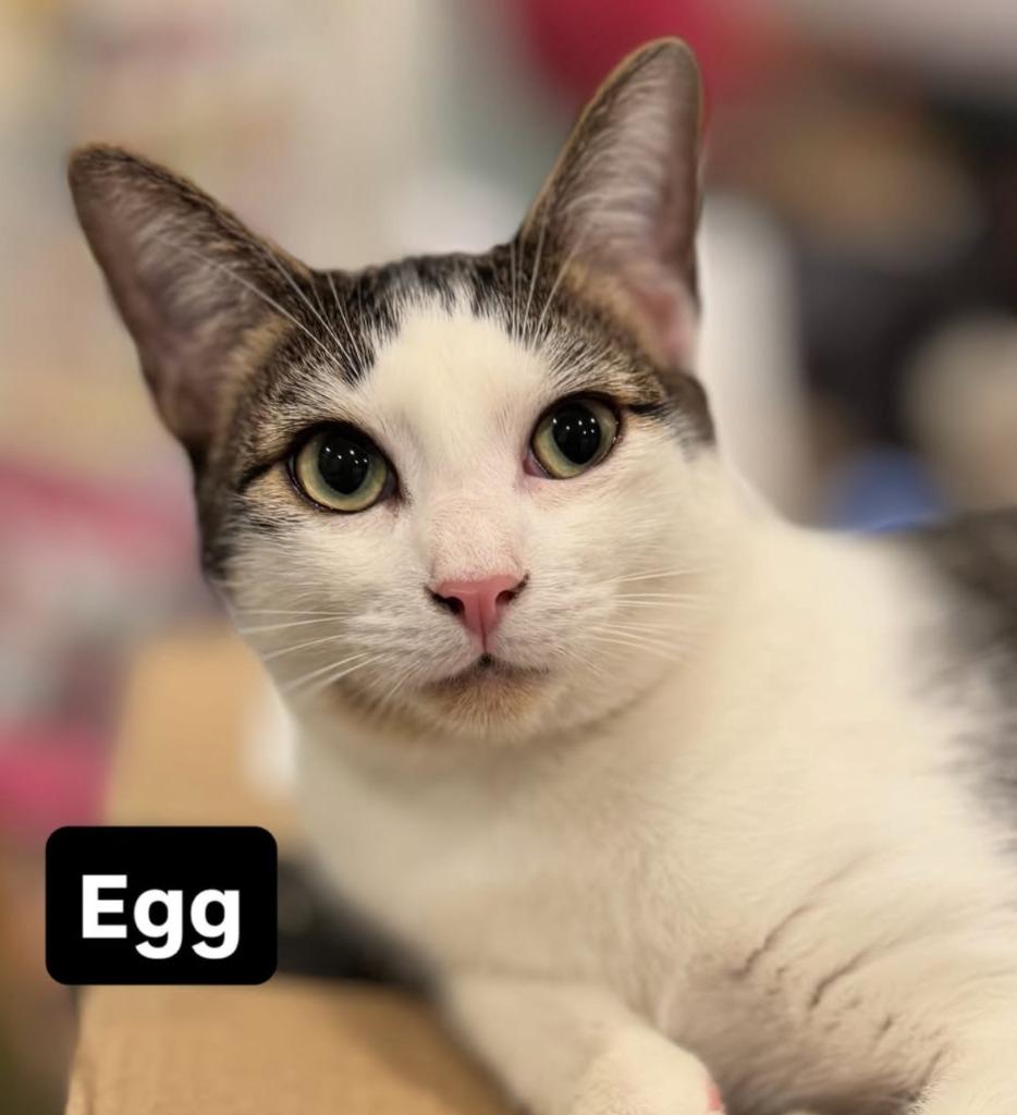 Egg, a Adopted mixed breed in Brooklyn, NY image 3/5