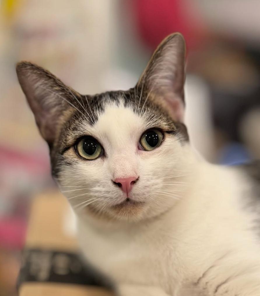 Egg, a Adopted mixed breed in Brooklyn, NY image 5/5