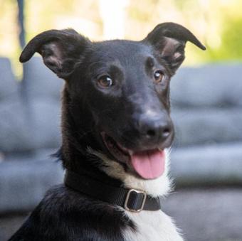 Alphonse, a Adoptable mixed breed in Canterbury, CT image 1/5