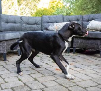 Alphonse, Adoptable, Puppy Male Border Collie.