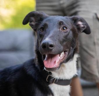 Alphonse, a Adoptable mixed breed in Canterbury, CT image 3/5