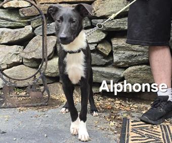Alphonse, a Adoptable mixed breed in Canterbury, CT image 4/5