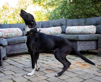 Alphonse, a Adoptable mixed breed in Canterbury, CT image 5/5