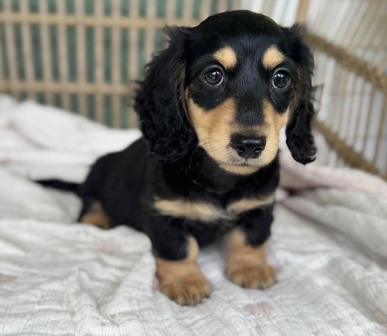 Sally, Adoptable, Young Female Dachshund.