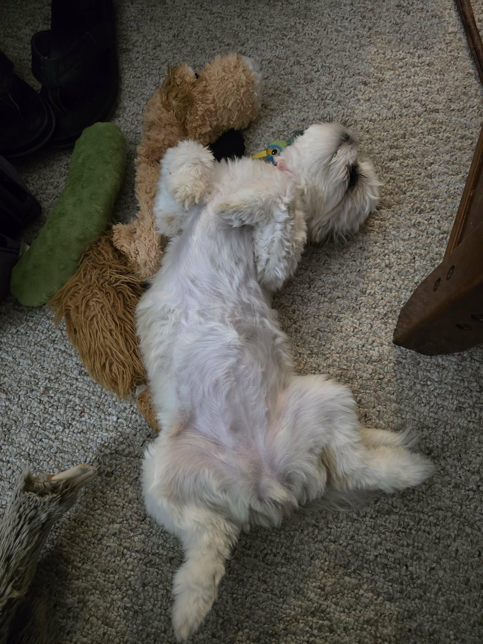 Enlarge Blossom, a ADOPTABLE Shih Tzu in Blaine, MN image 4/5