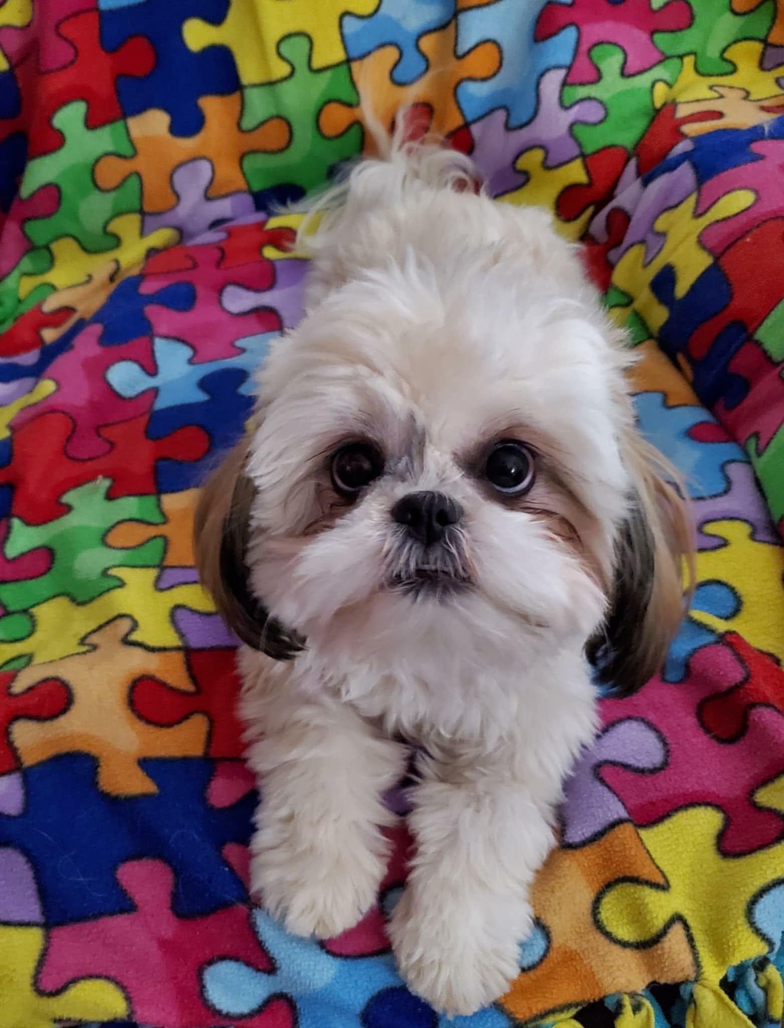 Blossom, ADOPTABLE, Young Female Shih Tzu.