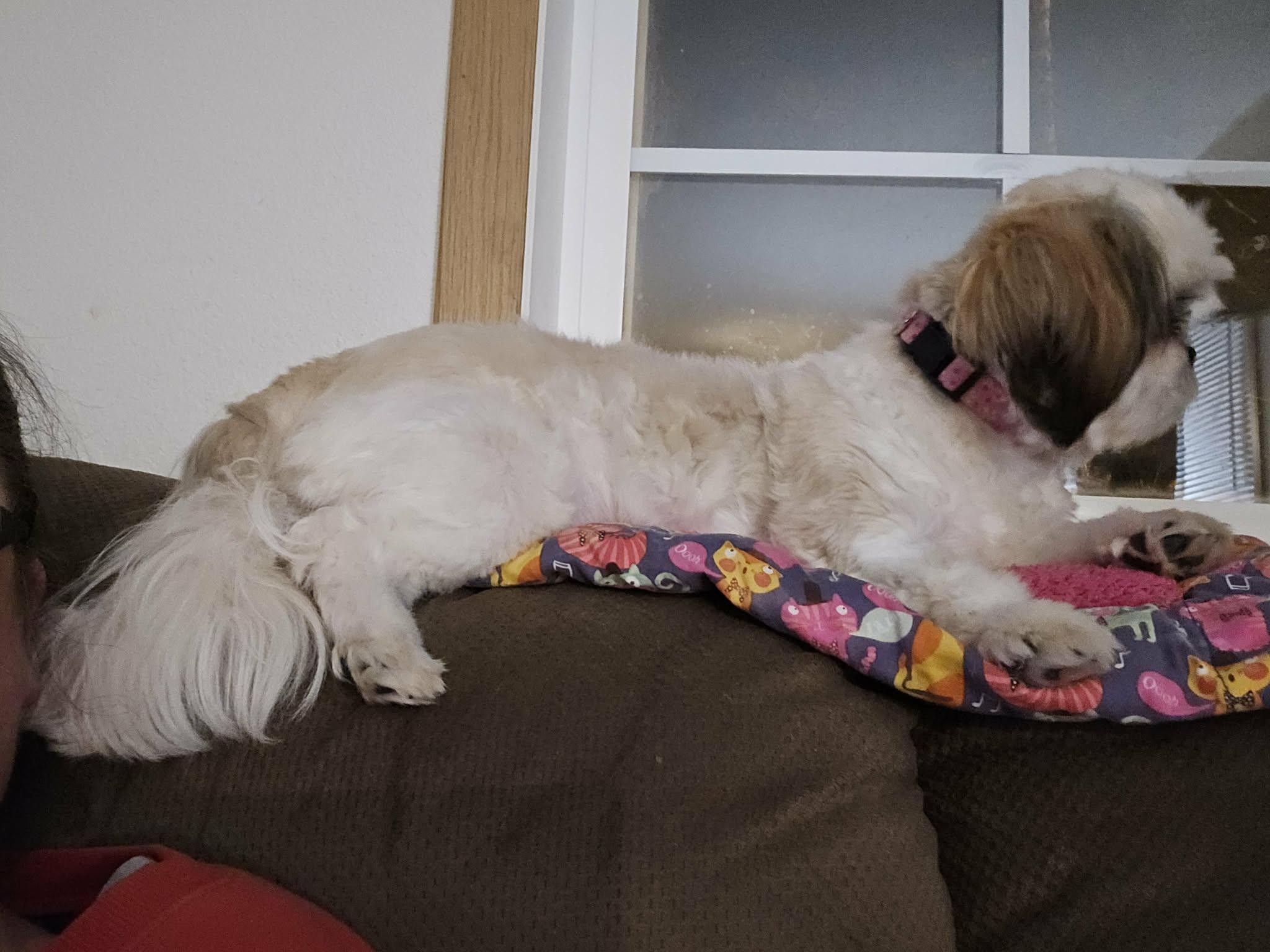 Enlarge Blossom, a ADOPTABLE Shih Tzu in Blaine, MN image 2/5