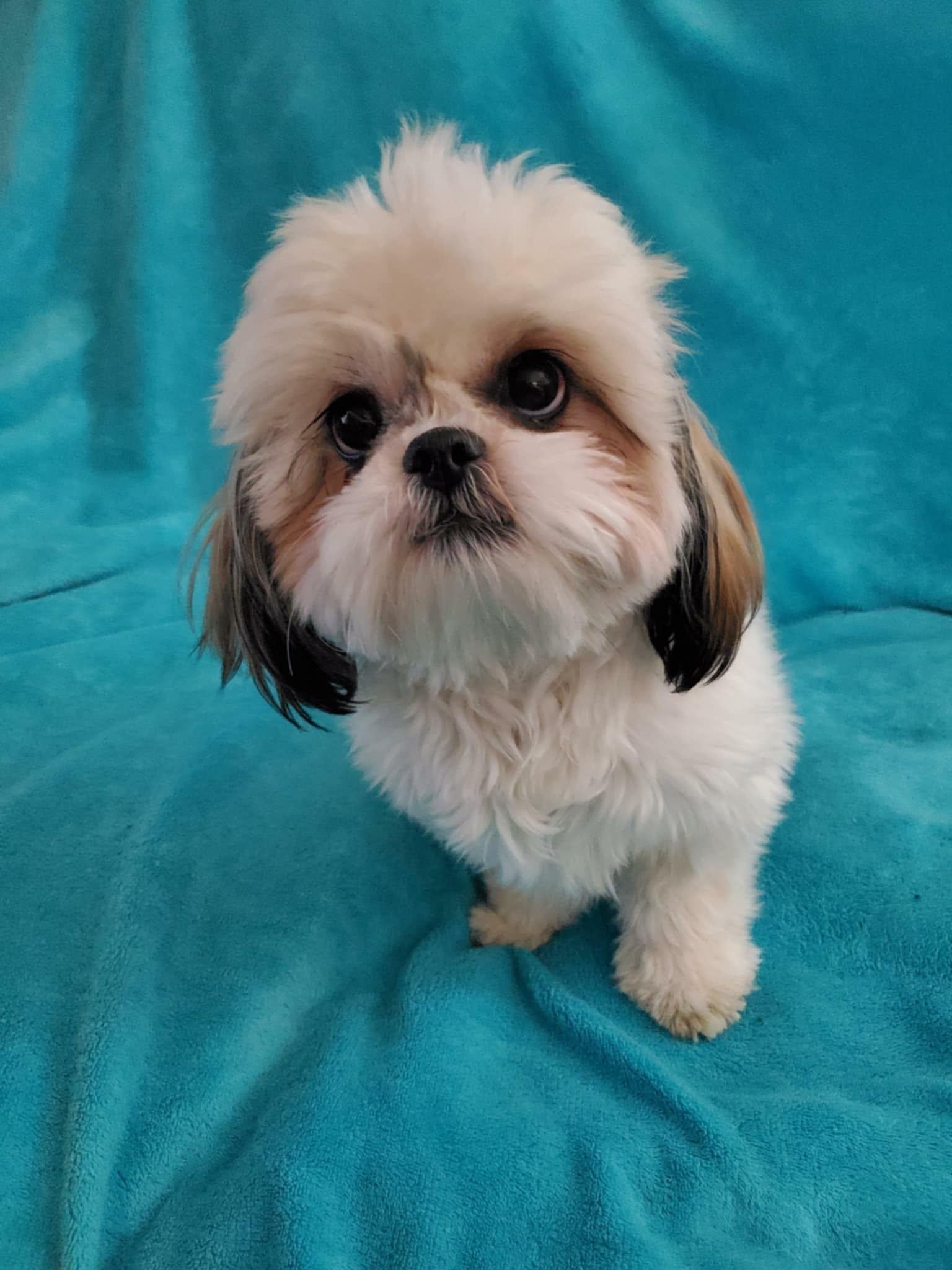 Enlarge Blossom, a ADOPTABLE Shih Tzu in Blaine, MN image 3/5