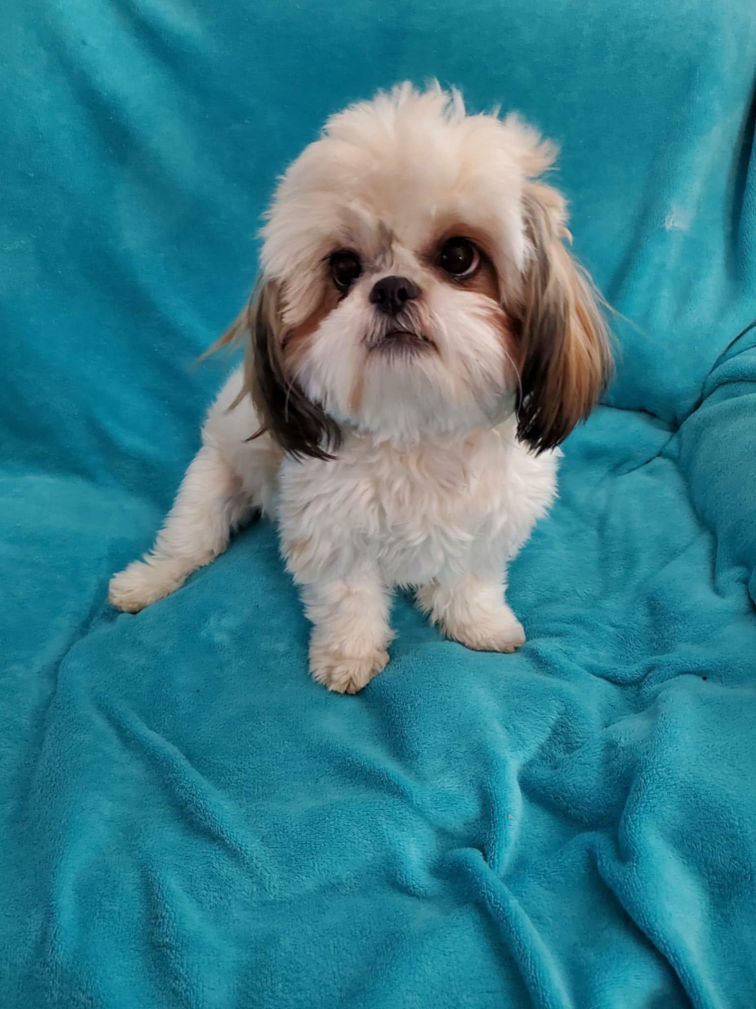 Enlarge Blossom, a ADOPTABLE Shih Tzu in Blaine, MN image 5/5