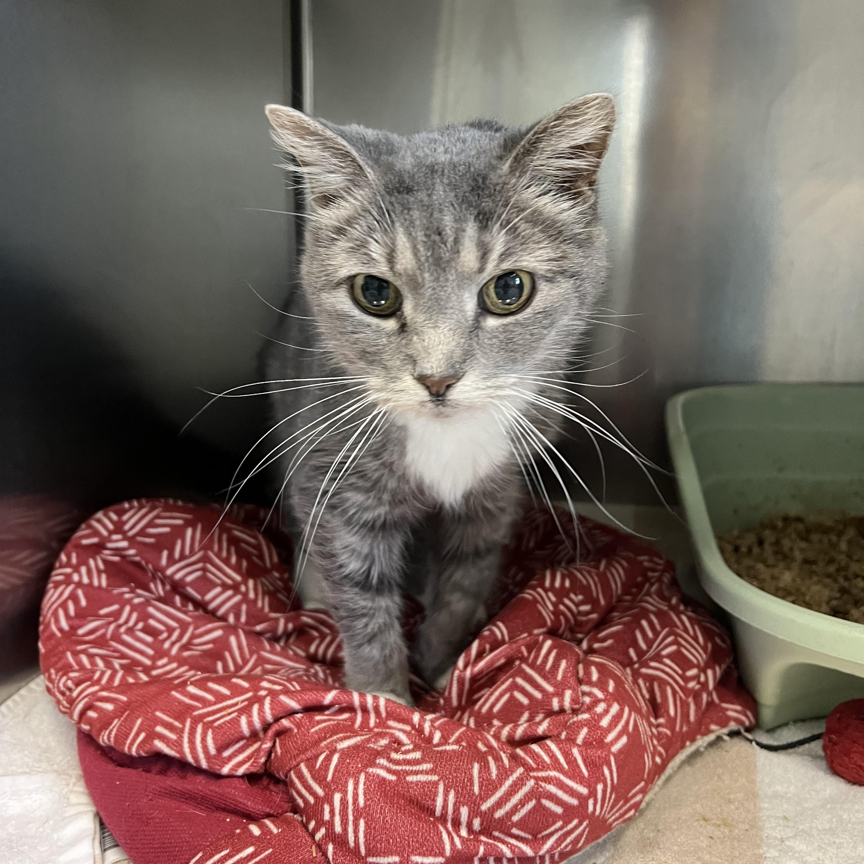 Molly, adopted, Senior Female Domestic Short Hair.