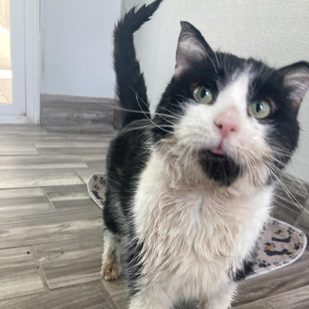 Enlarge Sylvester, a Adoptable Domestic Short Hair in West Des Moines, IA image 1/2
